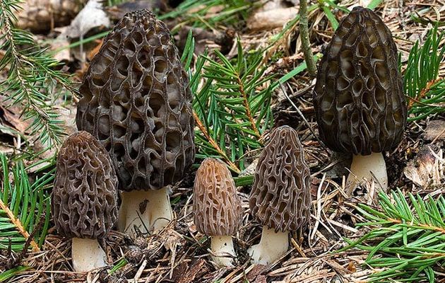 Les meilleures morilles au meilleur prix: une action à saisir!